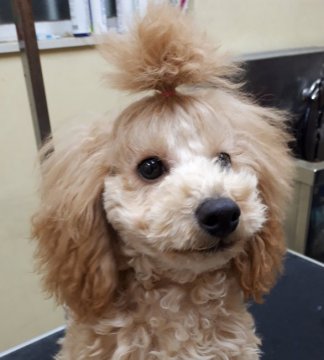 トイプードル(トイ)【大阪府・男の子・2018年8月1日・クリーム(イエロー系)】の写真「チャンピオン犬の子、サイズ大きめの為破格値！！」