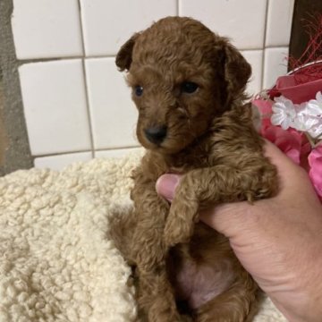 トイプードル(タイニー)【大阪府・女の子・2023年3月13日・レッドフォーン】の写真「チャンピオン孫で小さめ、父犬5項目遺伝子クリア」