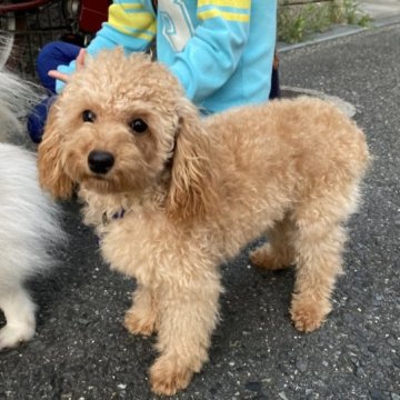 トイプードル(タイニー)【大阪府・男の子・2023年3月13日・オレンジフォーン(アプリコット)】の写真「秘蔵っ子、CH孫で父犬5項目遺伝子クリア」