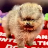 ポメラニアン【茨城県・女の子・2024年10月3日・オレンジ】の写真1