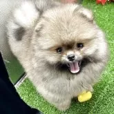 ポメラニアン