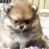 ポメラニアン