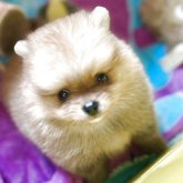 ポメラニアン