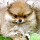 ポメラニアン