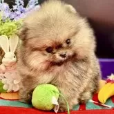 ポメラニアン【茨城県・男の子・2024年9月4日・オレンジ】の写真1