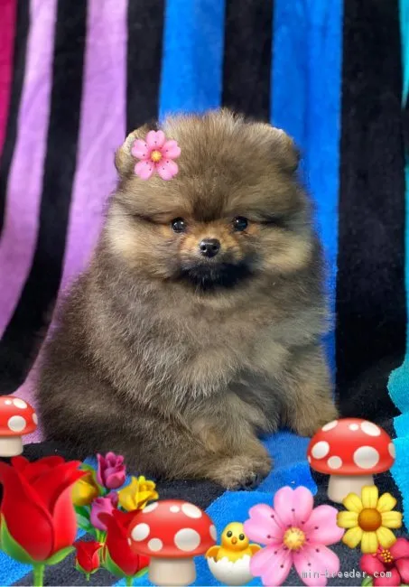 ID：2005-01387の子犬