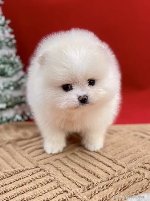 ID:2011-03772の子犬