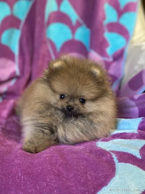 ID:2005-03294の子犬