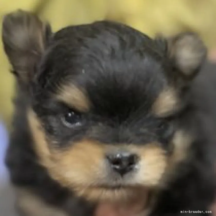 ID:2212-05132の子犬