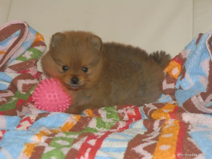 ID:1701-02117の子犬