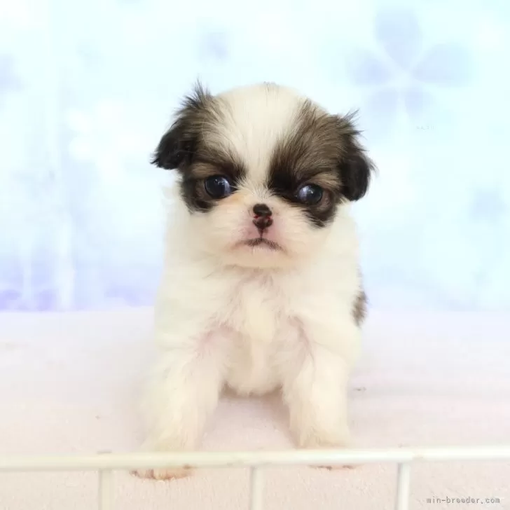 狆(チン)【熊本県・女の子・2025年10月26日・白赤】の写真1