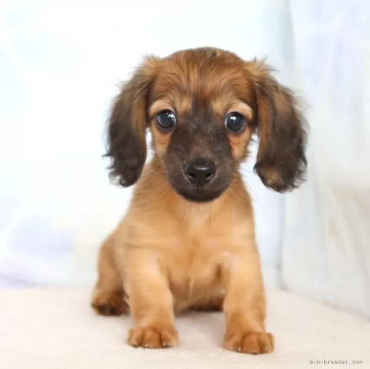 リリィ 様のお迎えした子犬
