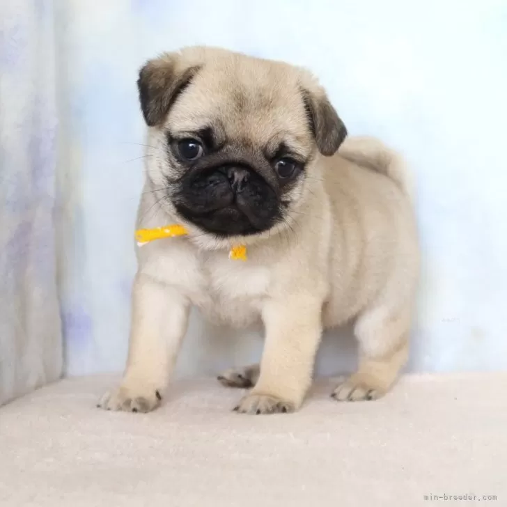 イカワ 様のお迎えした子犬