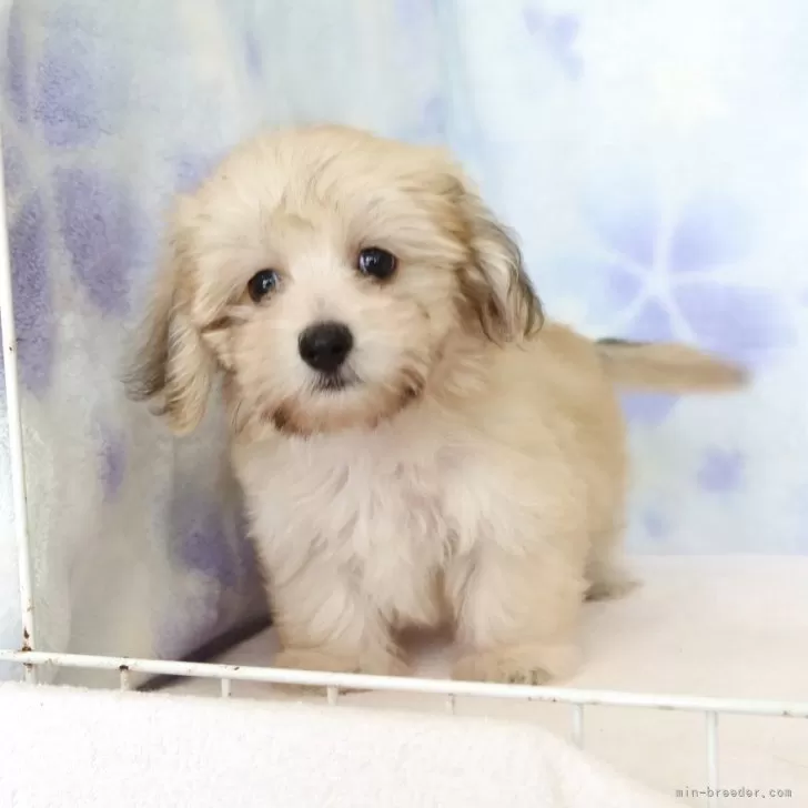 ID：2506-03150の子犬