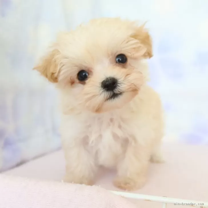 マルプー(マルチーズ×トイプードル)【熊本県・女の子・2025年9月23日・アプリコット】の写真1