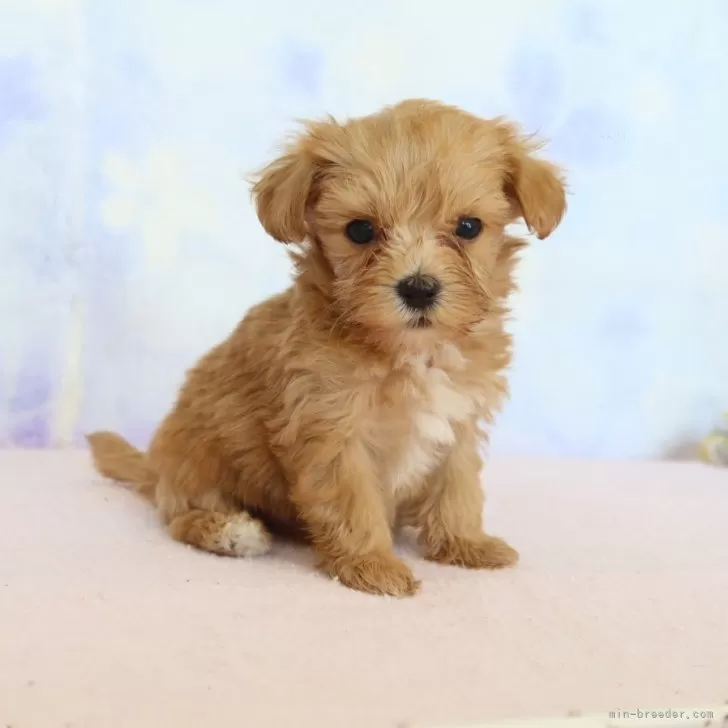 ID：2510-06658の子犬