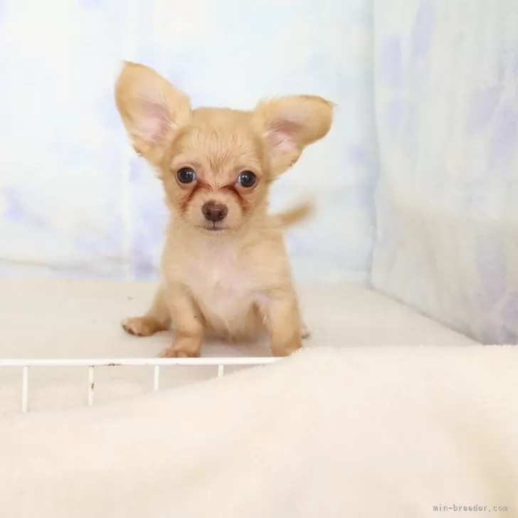 ID：2505-06659の子犬