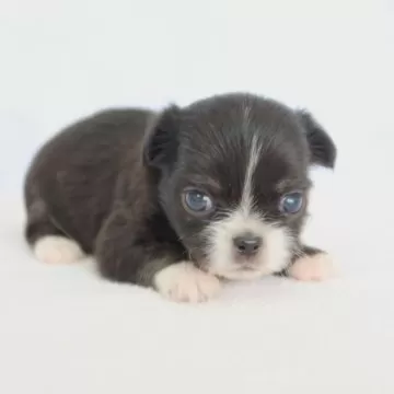 オーダー受付　チワワ　ご予約ページ　7/25 ミックス(チワワ×狆）（41ー24） | 京都・大阪でワンちゃん