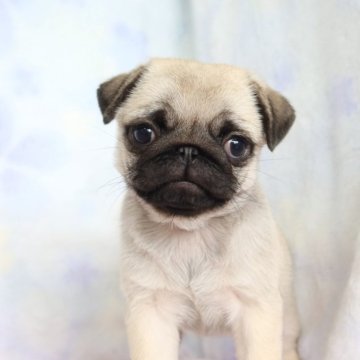 パグ【熊本県・女の子・2025年9月24日・フォーン】の写真「両親ともチャンピオン直子」