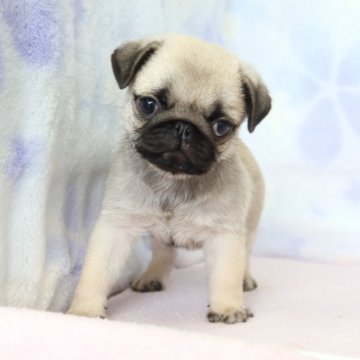 パグ【熊本県・男の子・2025年9月24日・フォーン】の写真「両親ともチャンピオン直子」