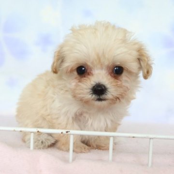 マルプー(マルチーズ×トイプードル)【熊本県・女の子・2025年9月23日・アプリコット】の写真「マルチーズ×プードル　とっても可愛い」