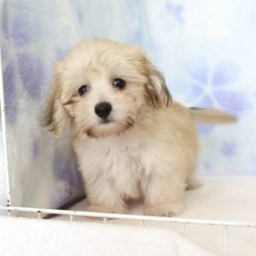 【熊本県・女の子・2025年5月18日・クリーム】の写真「マルチーズ×Mダックス 8/4動画更新しました」