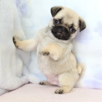 パグ【熊本県・男の子・2025年9月24日・フォーン】の写真「両親ともチャンピオン直子」