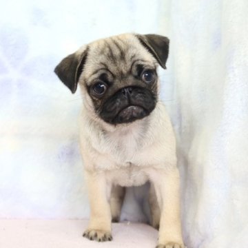 パグ【熊本県・女の子・2025年9月24日・フォーン】の写真「両親ともチャンピオン直子」