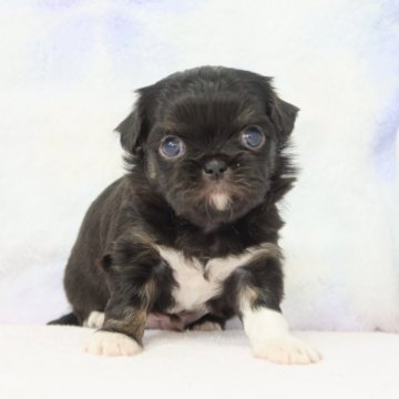 ミックス(チワワ×狆(チン))【熊本県・男の子・2025年11月3日・ブラック&タン】の写真「チワワと狆のMIXです」