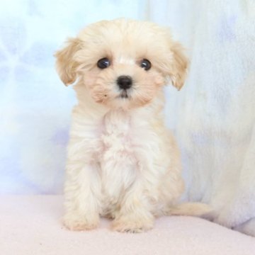 マルプー(マルチーズ×トイプードル)【熊本県・男の子・2025年9月23日・アプリコット】の写真「マルチーズ×プードル　とっても可愛い」