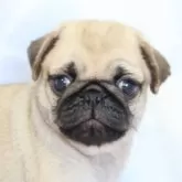 パグ