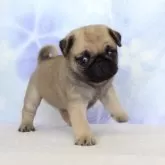 パグ