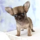 チワワ(ロング)