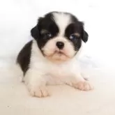 狆(チン)