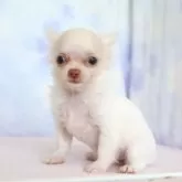 チワワ(ロング)