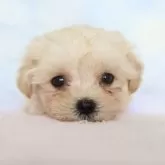 マルプー(マルチーズ×トイプードル)【熊本県・男の子・2025年9月23日・アプリコット】の写真1