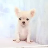 チワワ(ロング)【熊本県・女の子・2025年7月3日・ホワイト&クリーム】の写真2