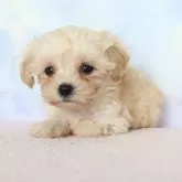 マルプー(マルチーズ×トイプードル)【熊本県・男の子・2025年9月23日・アプリコット】の写真2