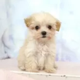マルプー(マルチーズ×トイプードル)【熊本県・女の子・2025年9月23日・アプリコット】の写真2
