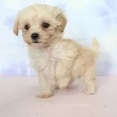 マルプー(マルチーズ×トイプードル)【熊本県・男の子・2025年9月23日・アプリコット】の写真3