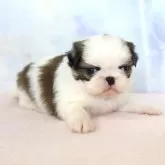 狆(チン)【熊本県・男の子・2024年11月9日・白赤】の写真3