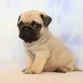 パグ【熊本県・男の子・2024年10月23日・フォーン】の写真3