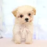 マルプー(マルチーズ×トイプードル)【熊本県・女の子・2025年9月23日・アプリコット】の写真4