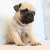 パグ【熊本県・男の子・2024年10月23日・フォーン】の写真4