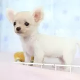 チワワ(ロング)【熊本県・女の子・2025年7月3日・ホワイト&クリーム】の写真4