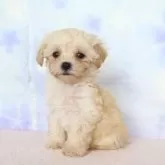 マルプー(マルチーズ×トイプードル)【熊本県・男の子・2025年9月23日・アプリコット】の写真4