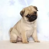 パグ【熊本県・女の子・2025年1月4日・フォーン】の写真3