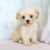 マルプー(マルチーズ×トイプードル)【熊本県・男の子・2025年9月23日・アプリコット】の写真5