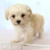 マルプー(マルチーズ×トイプードル)【熊本県・男の子・2025年9月23日・アプリコット】の写真6