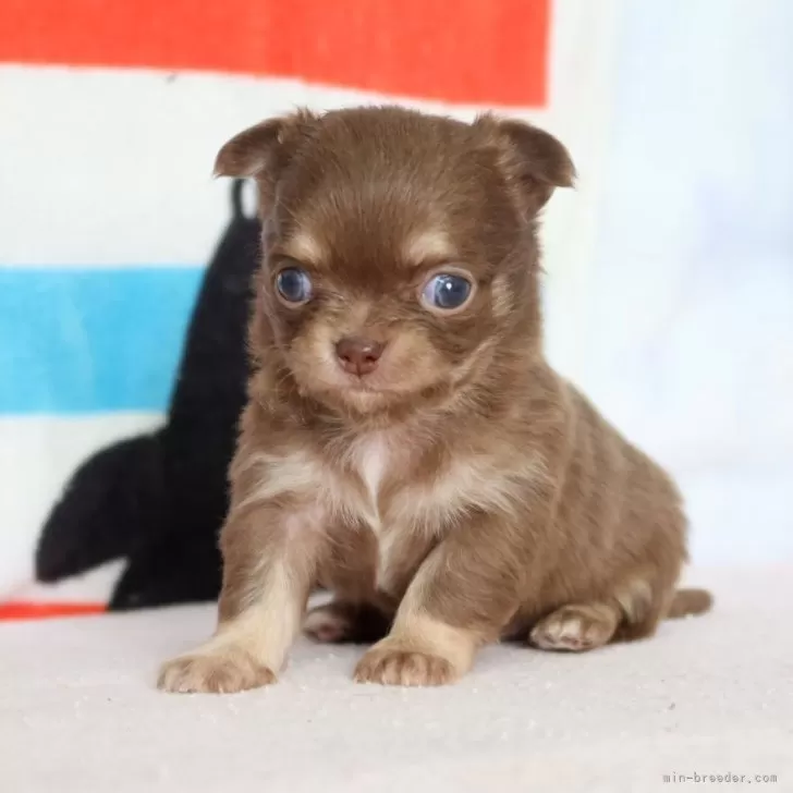 ID:2401-06227の子犬